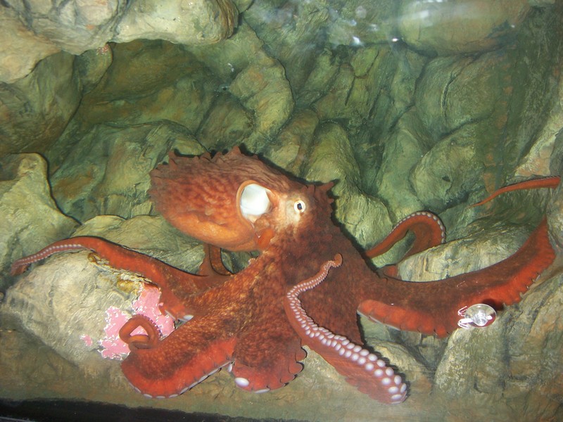 Giant Pacific octopus (Enteroctopus dofleini); DISPLAY FULL IMAGE.