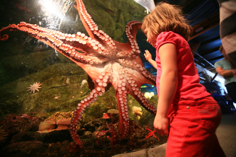 Giant Pacific octopus (Enteroctopus dofleini); DISPLAY FULL IMAGE.