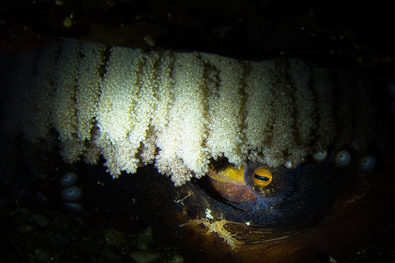 Giant Pacific octopus (Enteroctopus dofleini); DISPLAY FULL IMAGE.