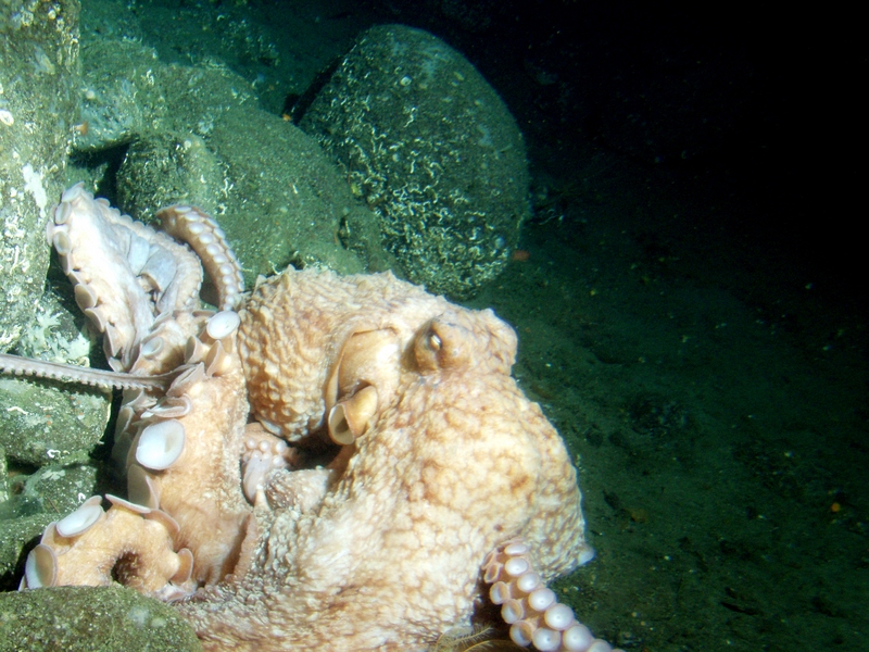 Giant Pacific octopus (Enteroctopus dofleini); DISPLAY FULL IMAGE.