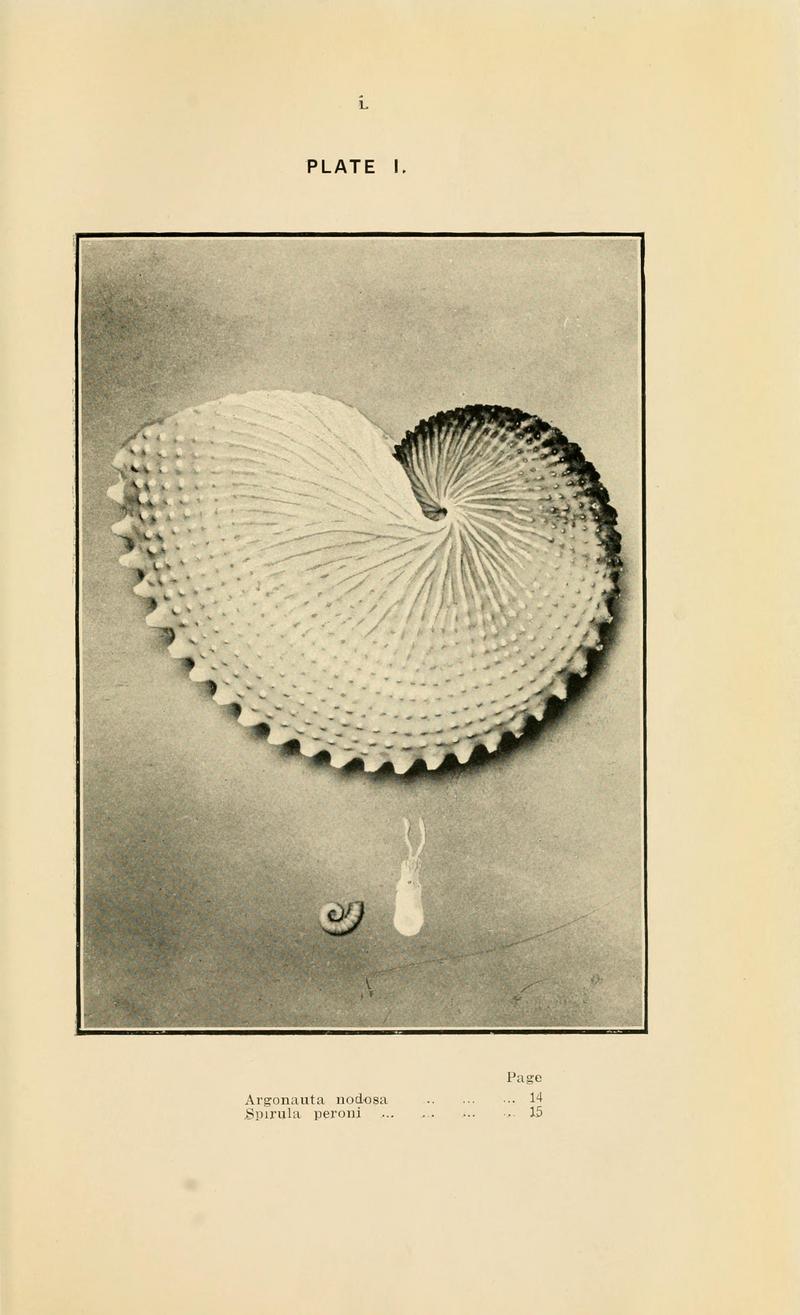 knobbed argonaut (Argonauta nodosa), ram's horn squid (Spirula spirula); DISPLAY FULL IMAGE.