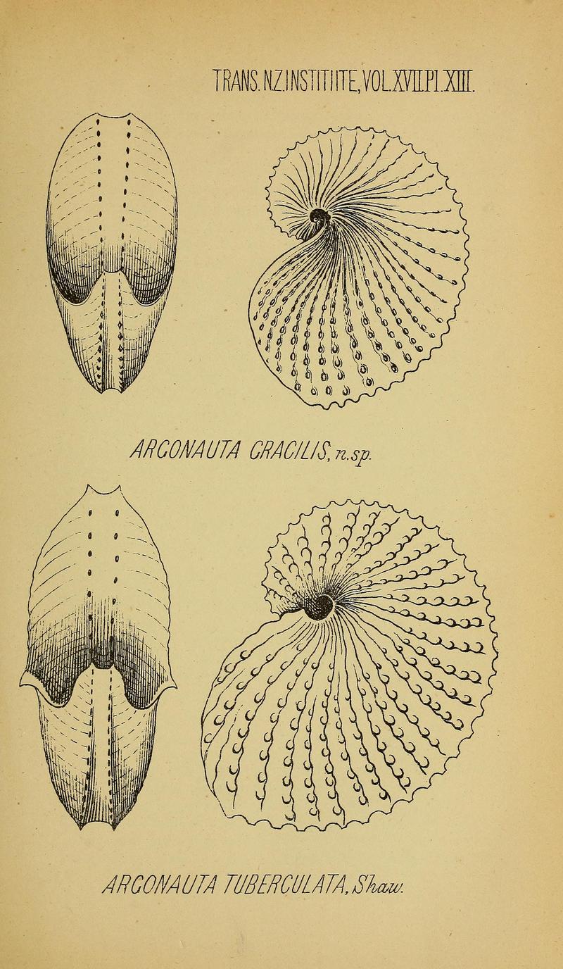 knobbed argonaut (Argonauta nodosa); DISPLAY FULL IMAGE.