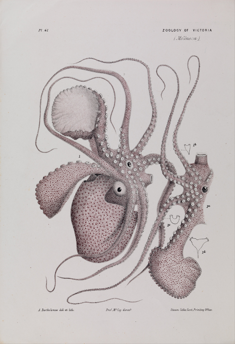 knobbed argonaut (Argonauta nodosa); DISPLAY FULL IMAGE.
