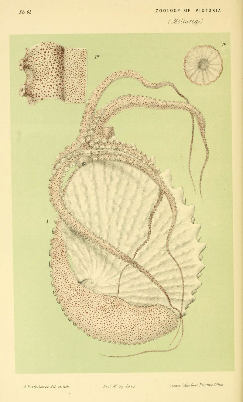 knobbed argonaut (Argonauta nodosa); DISPLAY FULL IMAGE.