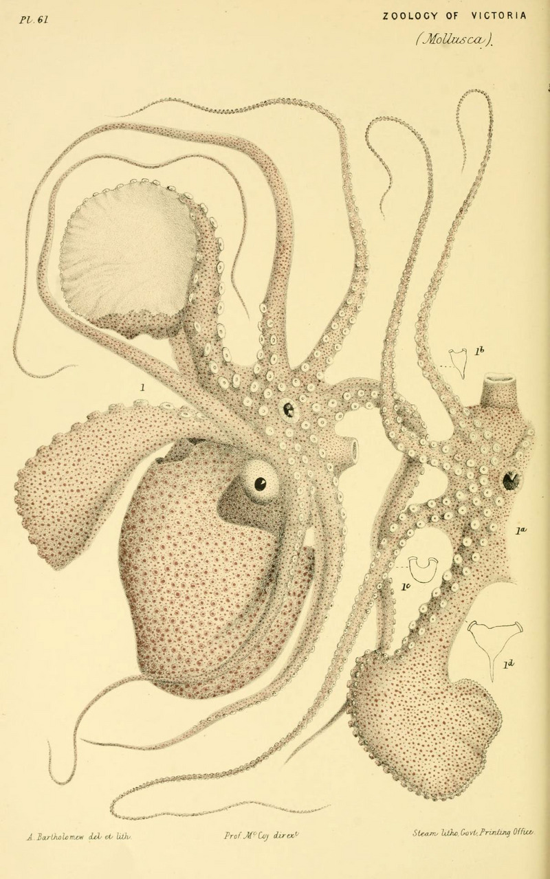 knobbed argonaut (Argonauta nodosa); DISPLAY FULL IMAGE.