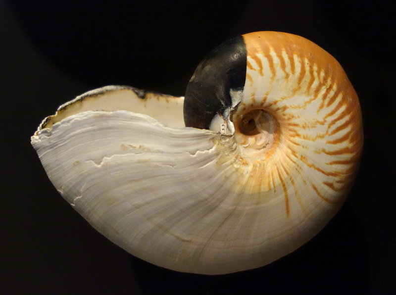 crusty nautilus (Allonautilus scrobiculatus); DISPLAY FULL IMAGE.