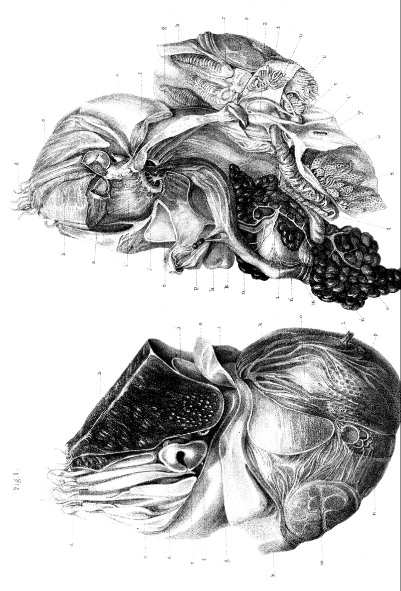 crusty nautilus (Allonautilus scrobiculatus); DISPLAY FULL IMAGE.