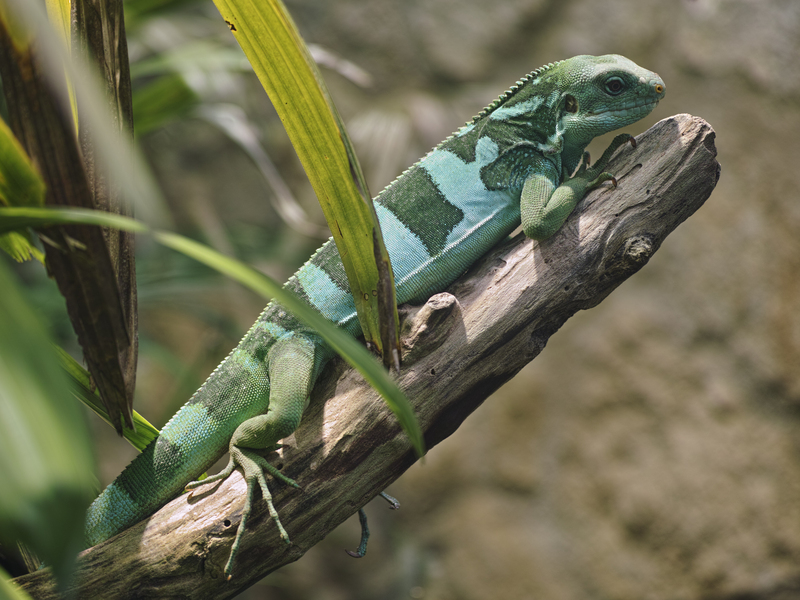 Fiji banded iguana (Brachylophus fasciatus); DISPLAY FULL IMAGE.