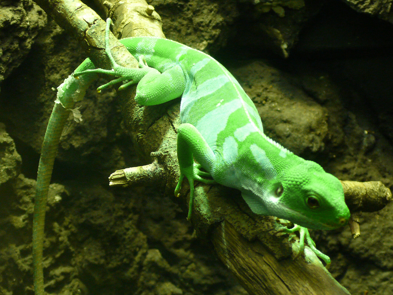 Fiji banded iguana (Brachylophus fasciatus); DISPLAY FULL IMAGE.