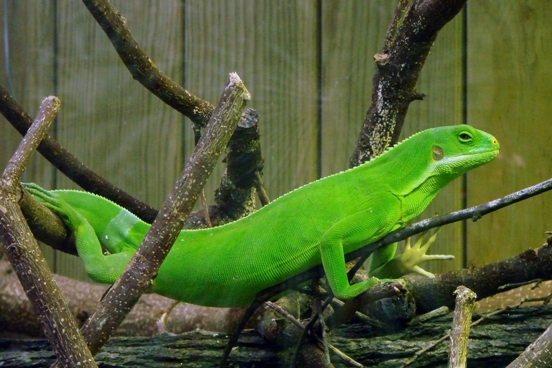 Fiji banded iguana (Brachylophus fasciatus); DISPLAY FULL IMAGE.