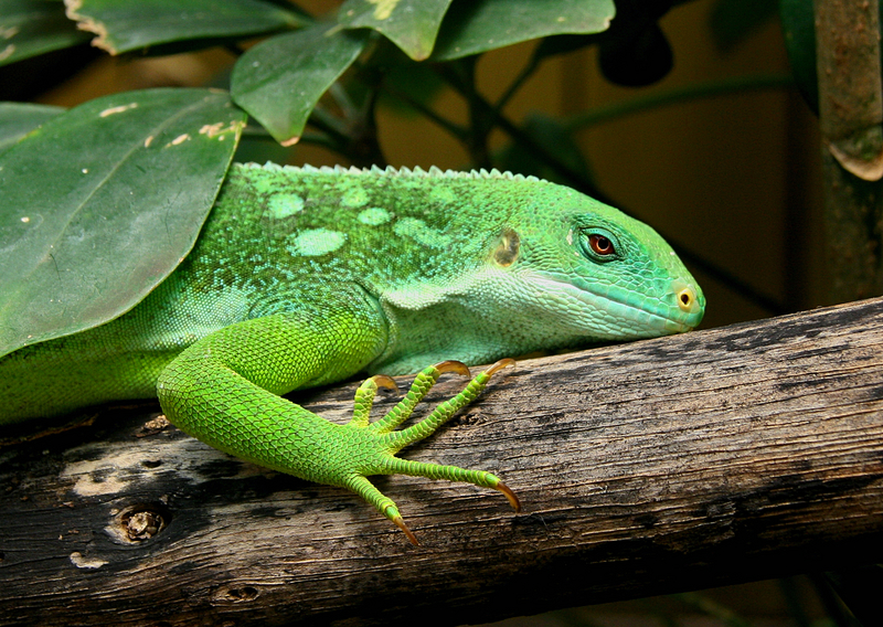 Fiji banded iguana (Brachylophus fasciatus); DISPLAY FULL IMAGE.