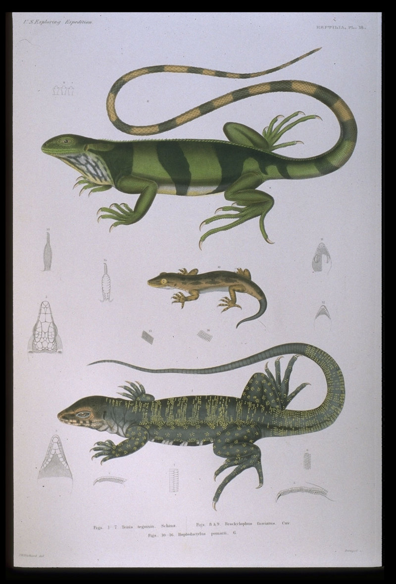 Fiji banded iguana (Brachylophus fasciatus), Pacific sticky-toed gecko (Hoplodactylus pacificus), gold tegu (Tupinambis teguixin); DISPLAY FULL IMAGE.