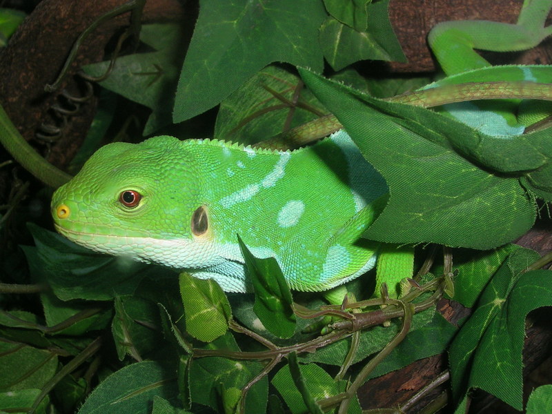 Fiji banded iguana (Brachylophus fasciatus); DISPLAY FULL IMAGE.