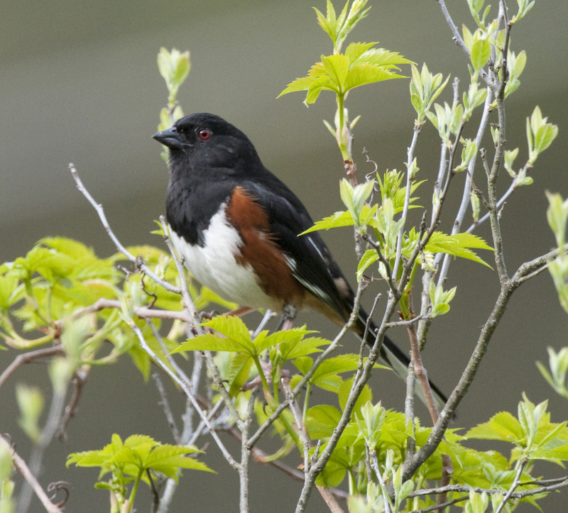 eastern towhee (Pipilo erythrophthalmus); DISPLAY FULL IMAGE.