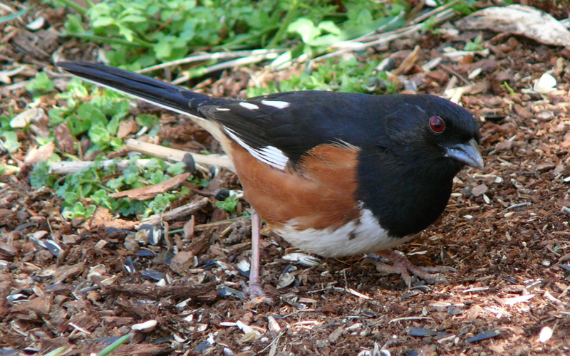 eastern towhee (Pipilo erythrophthalmus); DISPLAY FULL IMAGE.