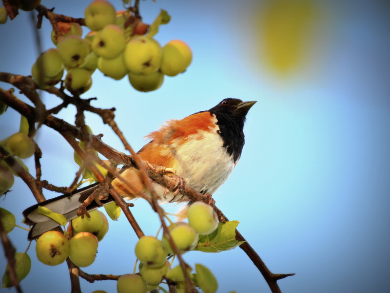 eastern towhee (Pipilo erythrophthalmus); DISPLAY FULL IMAGE.