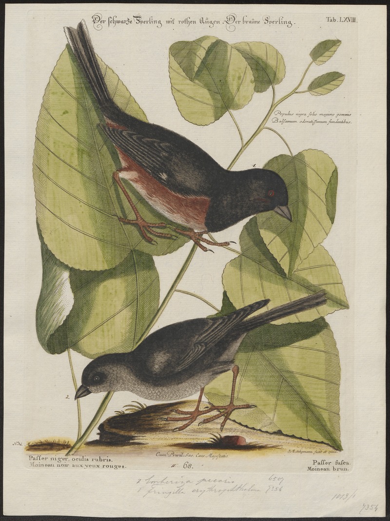 eastern towhee (Pipilo erythrophthalmus); DISPLAY FULL IMAGE.