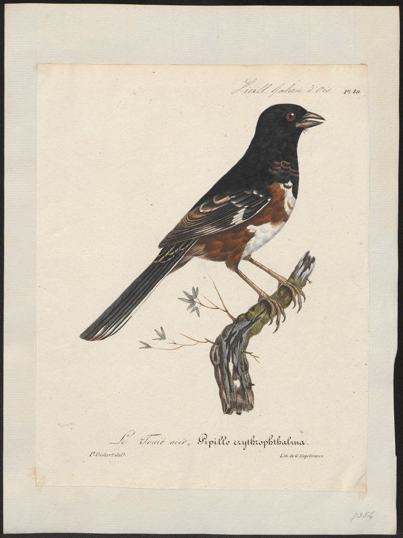 eastern towhee (Pipilo erythrophthalmus); DISPLAY FULL IMAGE.