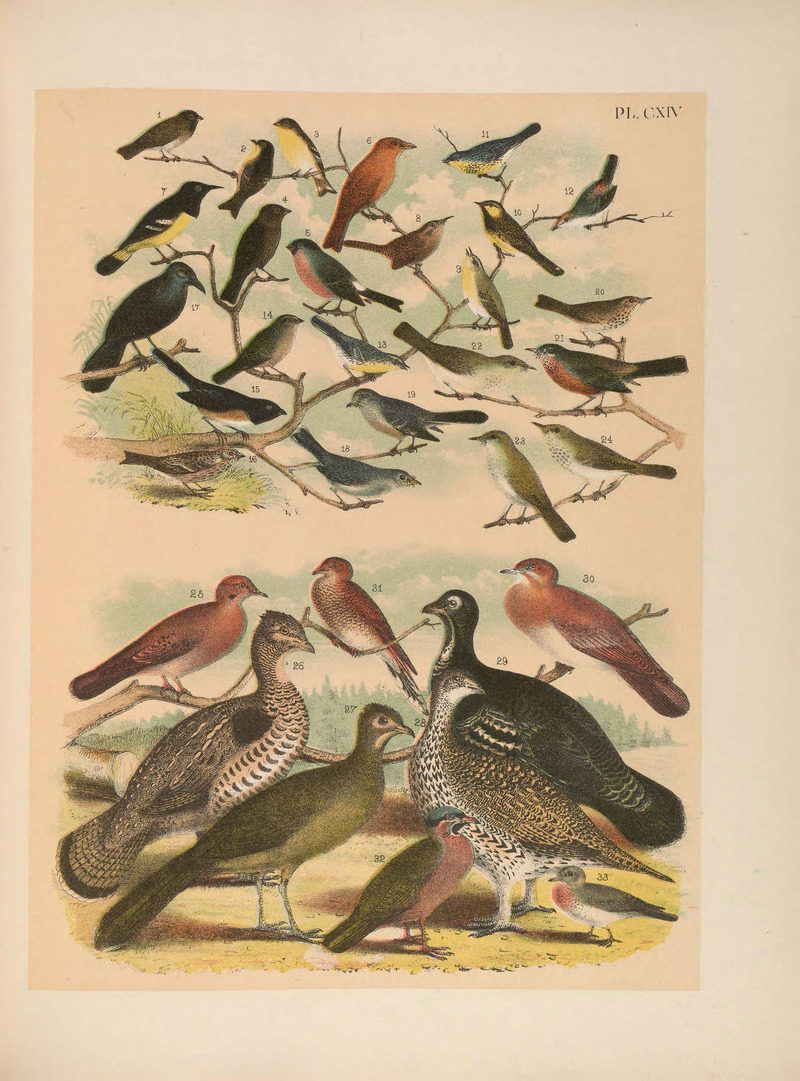 The birds of North America: Plate CXIV. - black-faced grassquit (Tiaris bicolor), lesser goldfinch (Spinus psaltria), brown-headed cowbird (Molothrus ater), Eurasian bullfinch (Pyrrhula pyrrhula cassinii), summer tanager (Piranga rubra), Scott's oriole (Icterus parisorum), Berlandier's wren (Thryothorus ludovicianus berlandieri), Arctic warbler (Phylloscopus borealis kennicotti), golden-cheeked warbler (Setophaga chrysoparia), Kirtland's warbler (Setophaga kirtlandii), Lucy's warbler (Oreothlypis luciae), Grace's warbler (Setophaga graciae), olive sparrow (Arremonops rufivirgatus), Florida towhee (Pipilo erythrophthalmus alleni), Ipswich sparrow (Passerculus sandwichensis princeps), boat-tailed grackle (Quiscalus major), Townsend's solitaire (Myadestes townsendi), sage thrasher (Oreoscoptes montanus), hermit thrush (Catharus guttatus), San Lucas robin (Turdus migratorius confinis), veery (Catharus fuscescens), Swainson's thrush (Catharus ustulatus), zenaida dove (Zenaida aurita), ruffed grouse (Bonasa umbellus umbelloides), plain chachalaca (Ortalis vetula), Columbian sharp-tailed grouse (Tympanuchus phasianellus columbianus), Franklin's grouse (Falcipennis franklinii), Key West quail-dove (Geotrygon chrysia), long-tailed ground dove (Uropelia campestris), blue-headed quail-dove (Starnoenas cyanocephala), common ground dove (Columbina passerina); DISPLAY FULL IMAGE.