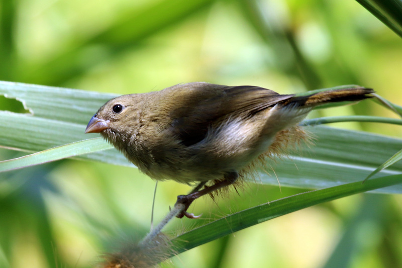 black-faced grassquit (Tiaris bicolor); DISPLAY FULL IMAGE.