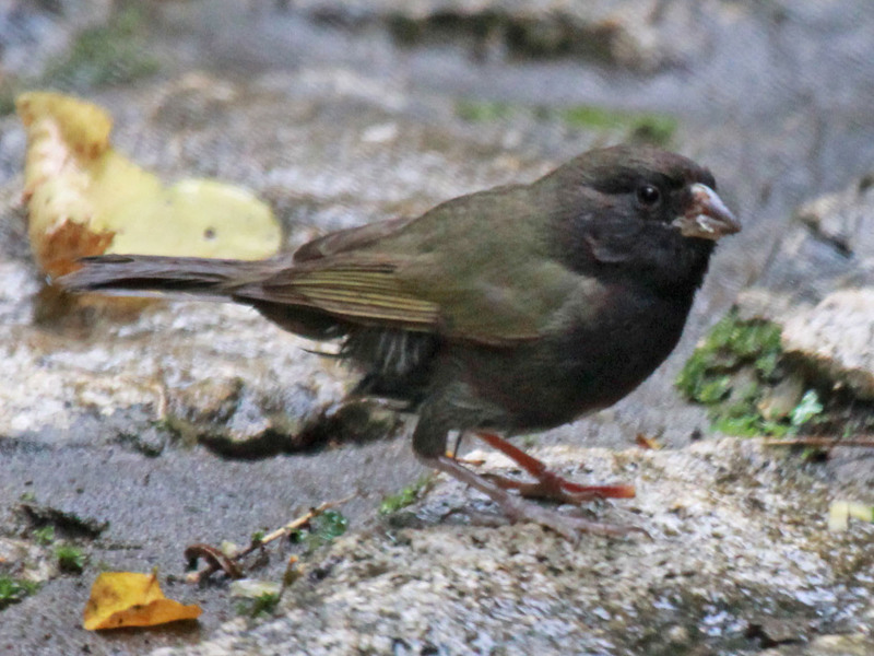 black-faced grassquit (Tiaris bicolor); DISPLAY FULL IMAGE.