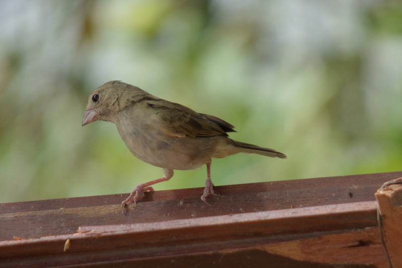 black-faced grassquit (Tiaris bicolor); DISPLAY FULL IMAGE.