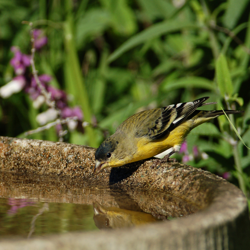 lesser goldfinch (Spinus psaltria); DISPLAY FULL IMAGE.