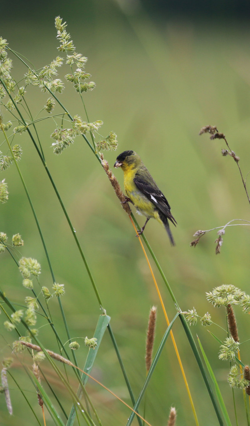 lesser goldfinch (Spinus psaltria); DISPLAY FULL IMAGE.