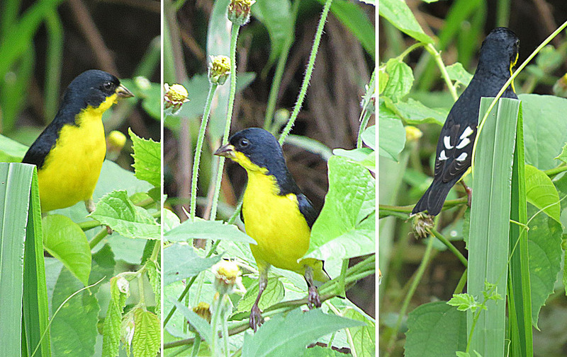 lesser goldfinch (Spinus psaltria); DISPLAY FULL IMAGE.