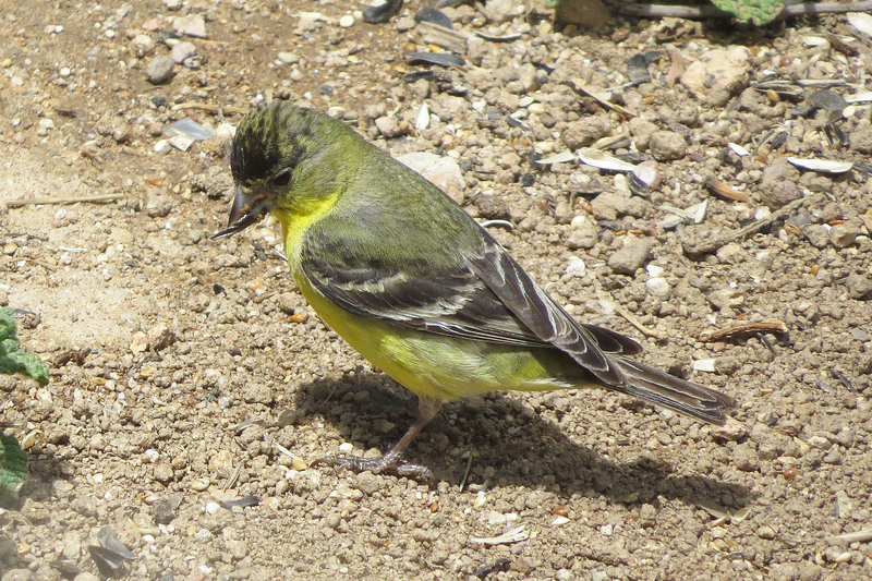 lesser goldfinch (Spinus psaltria); DISPLAY FULL IMAGE.