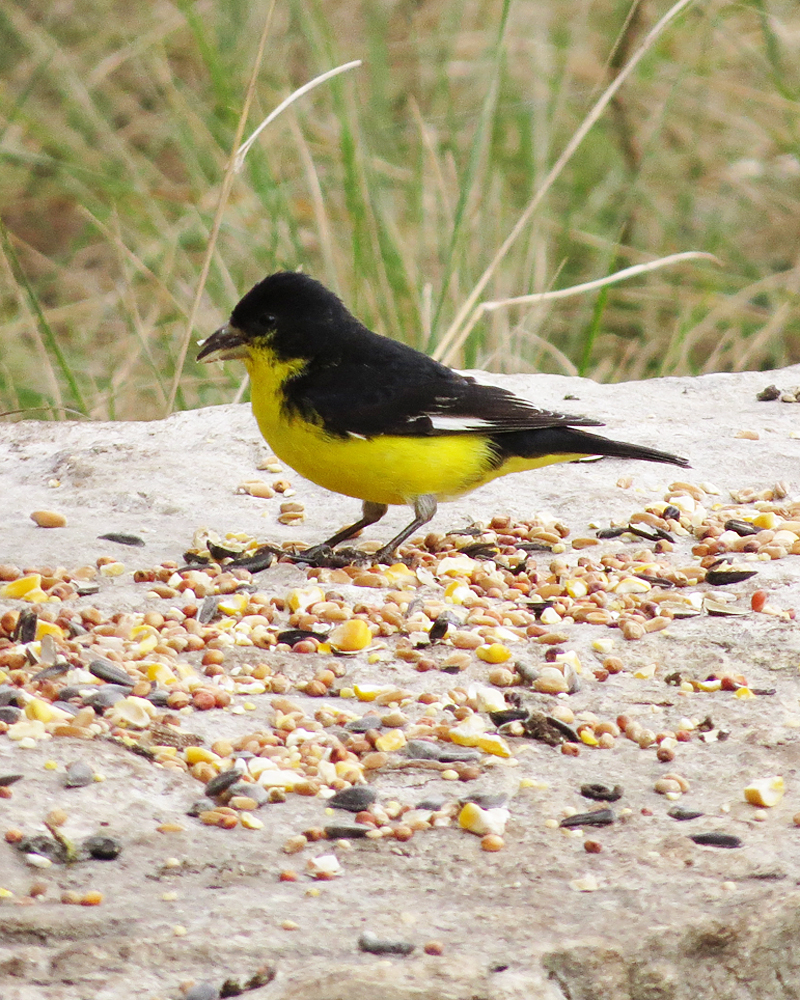 lesser goldfinch (Spinus psaltria); DISPLAY FULL IMAGE.