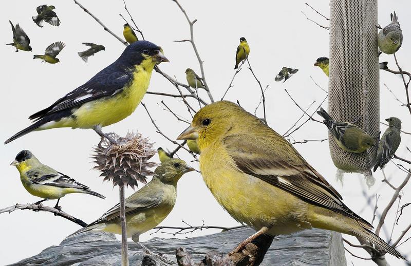 lesser goldfinch (Spinus psaltria); DISPLAY FULL IMAGE.