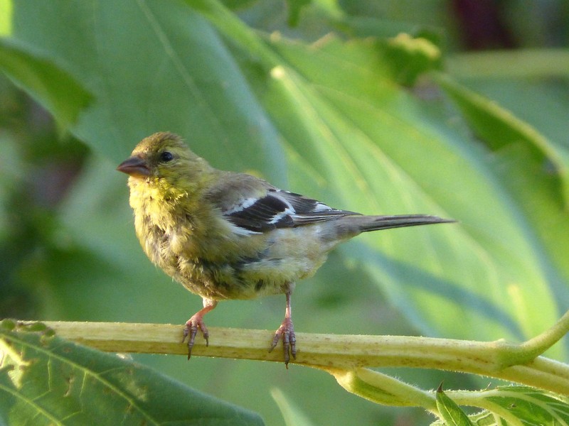 lesser goldfinch (Spinus psaltria); DISPLAY FULL IMAGE.