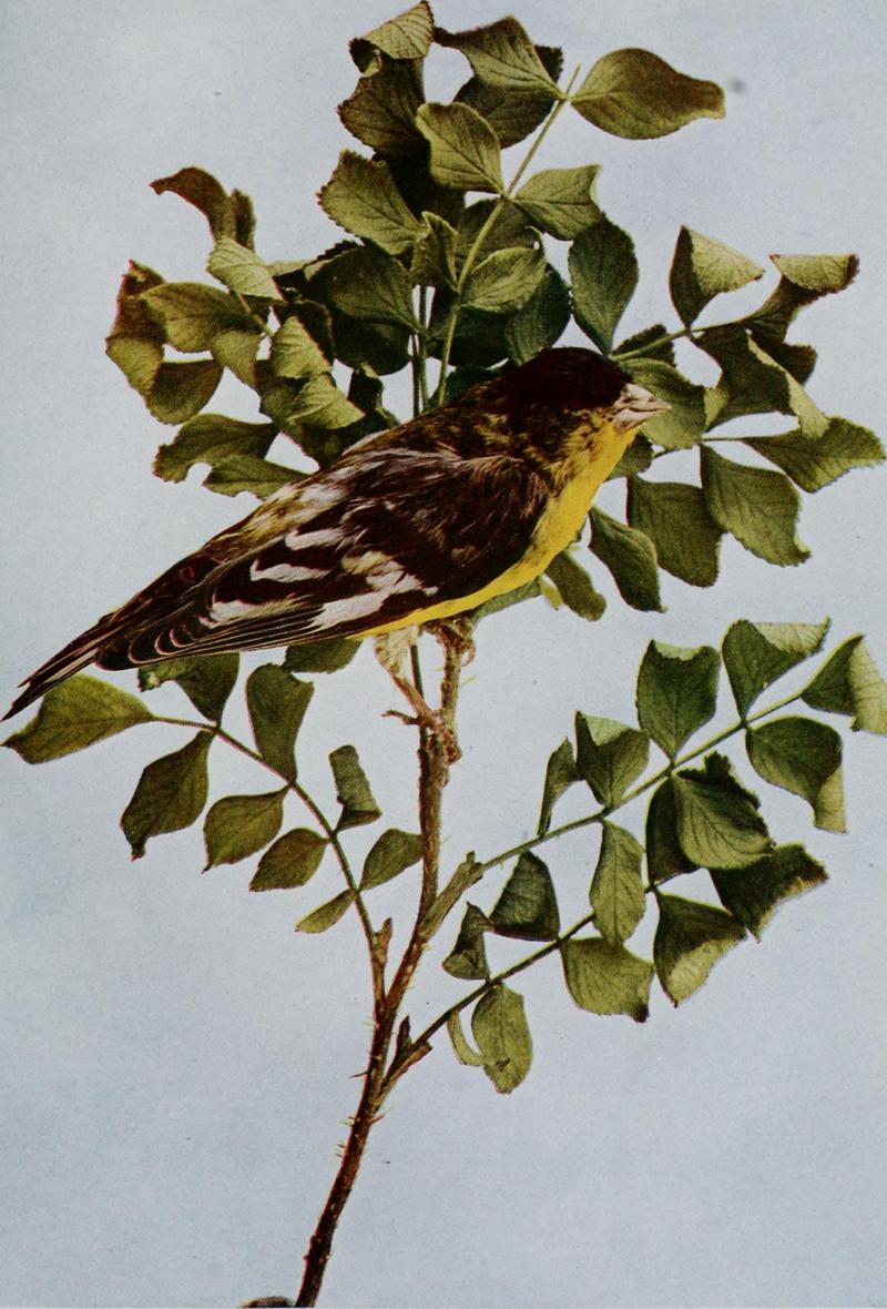 lesser goldfinch (Spinus psaltria); DISPLAY FULL IMAGE.