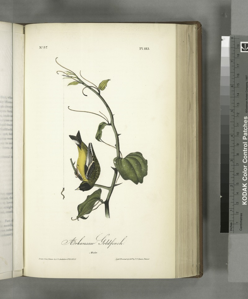 lesser goldfinch (Spinus psaltria); DISPLAY FULL IMAGE.