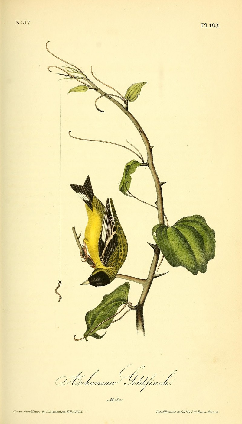 lesser goldfinch (Spinus psaltria); DISPLAY FULL IMAGE.