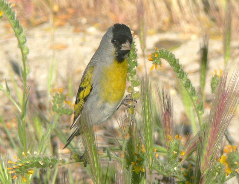 Lawrence's goldfinch (Spinus lawrencei); DISPLAY FULL IMAGE.