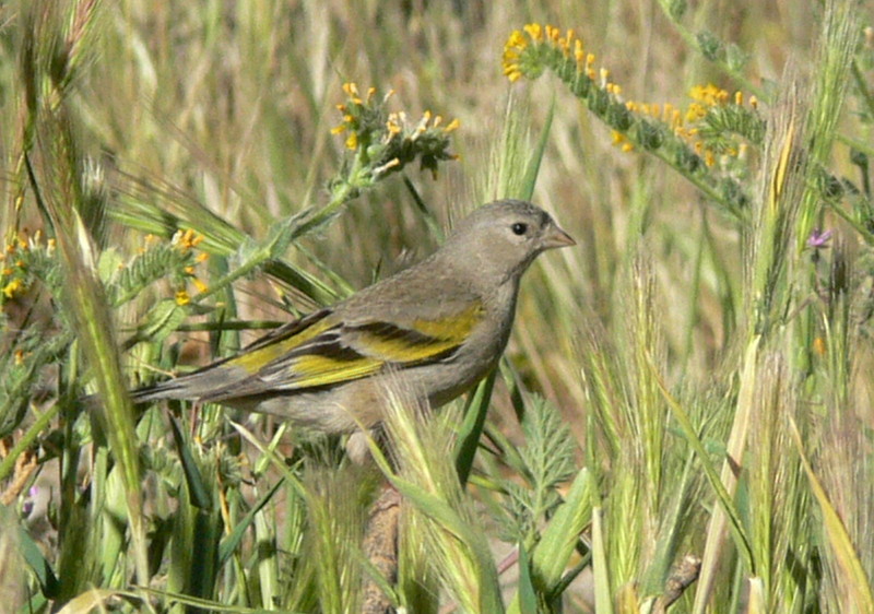 Lawrence's goldfinch (Spinus lawrencei); DISPLAY FULL IMAGE.