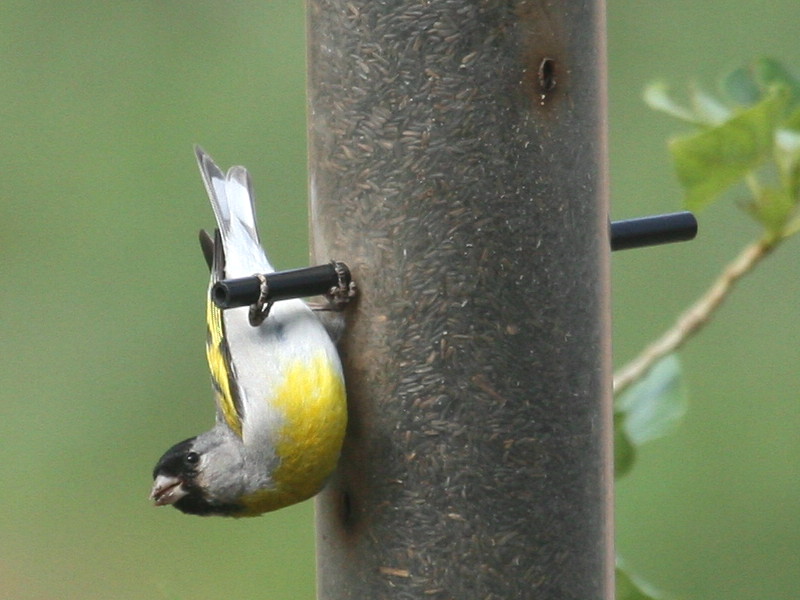 Lawrence's goldfinch (Spinus lawrencei); DISPLAY FULL IMAGE.