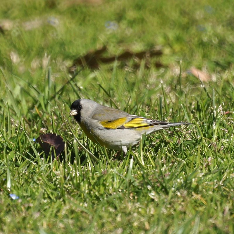 Lawrence's goldfinch (Spinus lawrencei); DISPLAY FULL IMAGE.