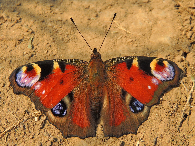 European peacock butterfly (Aglais io); DISPLAY FULL IMAGE.
