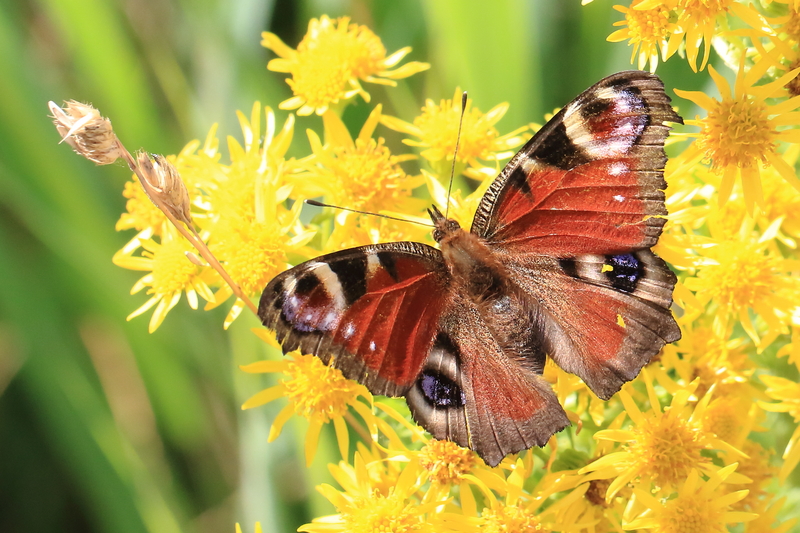 European peacock butterfly (Aglais io); DISPLAY FULL IMAGE.