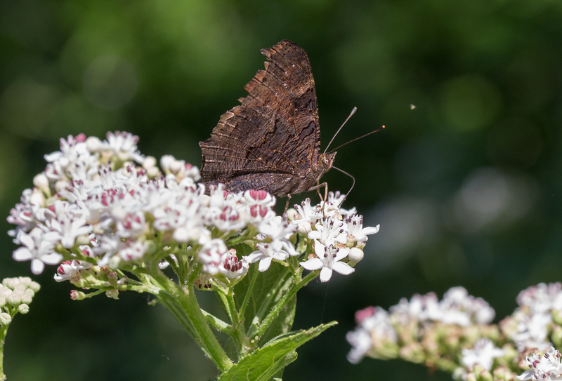 European peacock butterfly (Aglais io); DISPLAY FULL IMAGE.