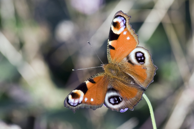 European peacock butterfly (Aglais io); DISPLAY FULL IMAGE.