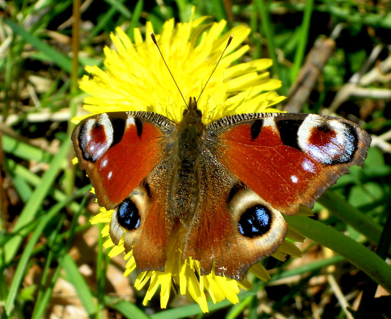 European peacock butterfly (Aglais io); DISPLAY FULL IMAGE.