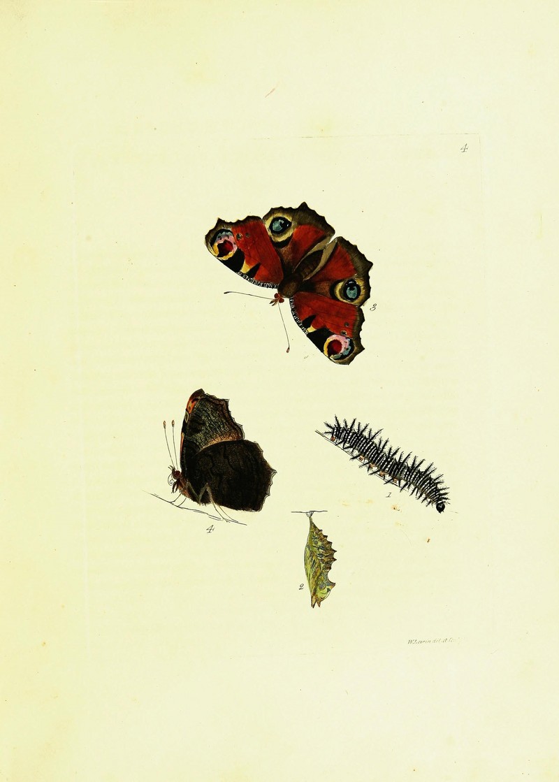 European peacock butterfly (Aglais io); DISPLAY FULL IMAGE.
