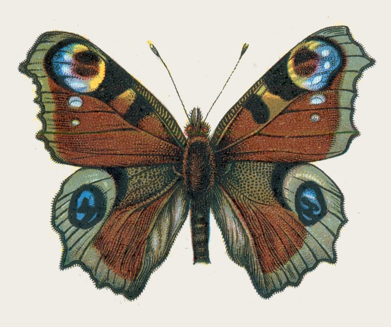 European peacock butterfly (Aglais io); DISPLAY FULL IMAGE.