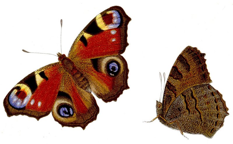 European peacock butterfly (Aglais io); DISPLAY FULL IMAGE.