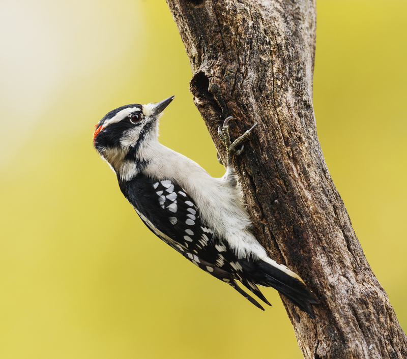 downy woodpecker (Dryobates pubescens); DISPLAY FULL IMAGE.