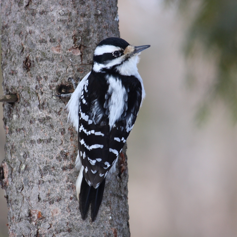 downy woodpecker (Dryobates pubescens); DISPLAY FULL IMAGE.